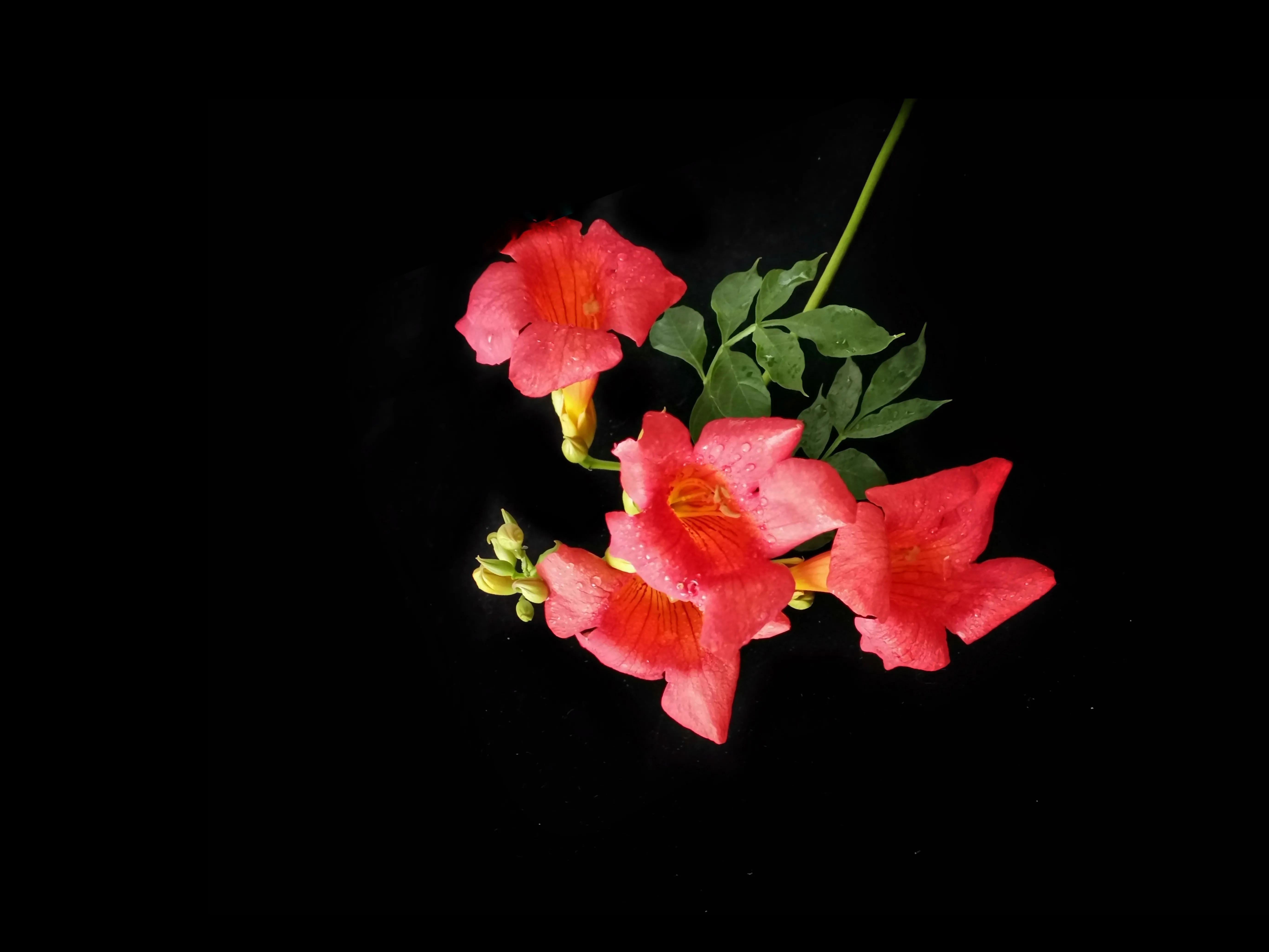 百花酿诗韵芬芳留人间（一）