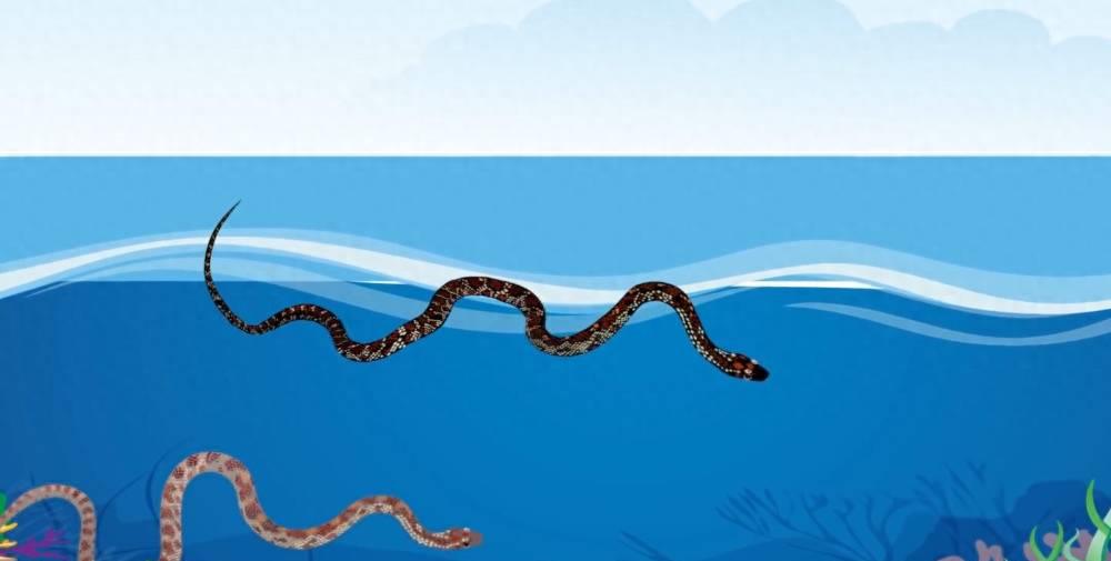 海蛇攻略,深海猎手视频