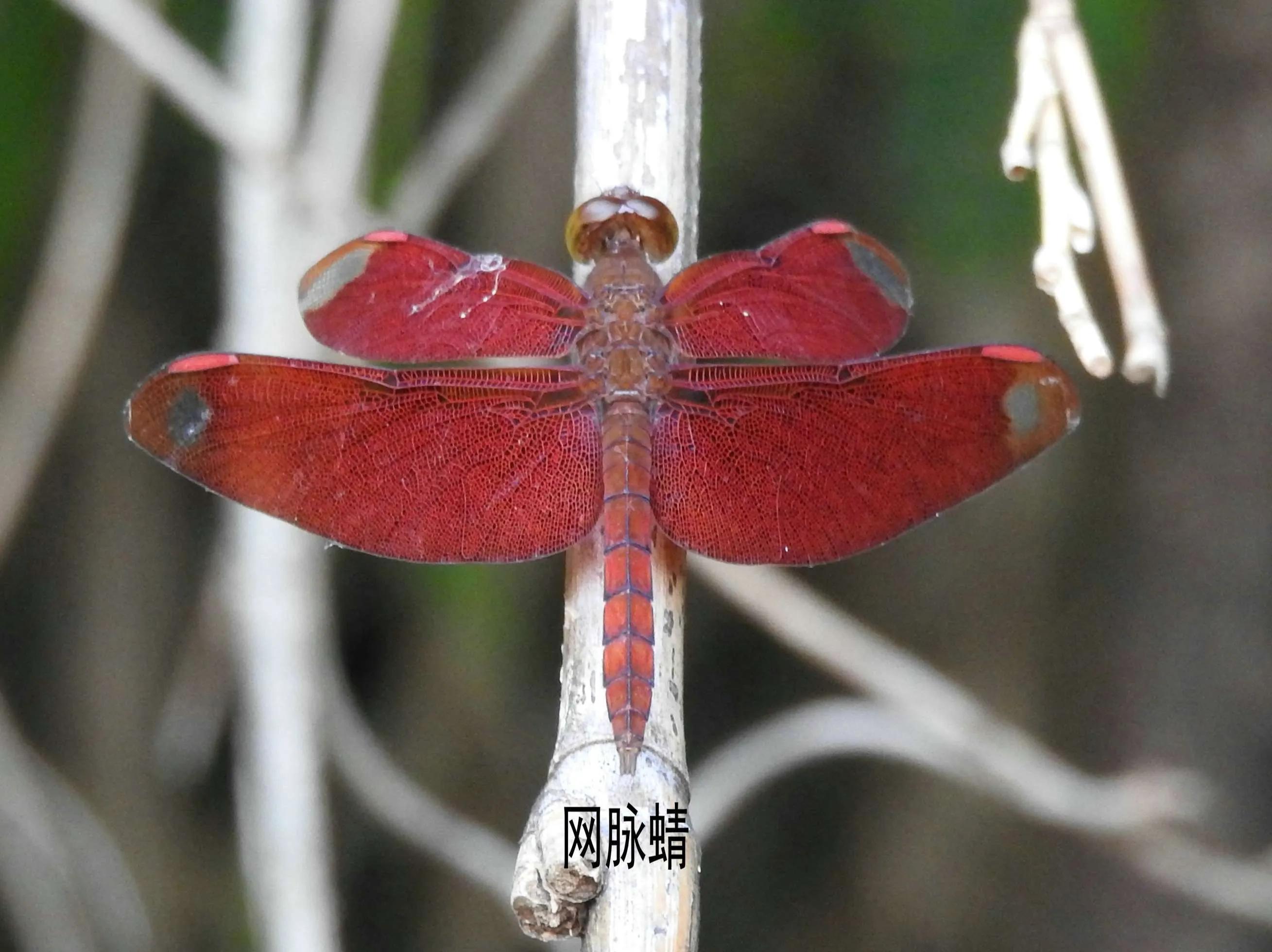 豆娘和蜻蜓是一个物种吗,蜻蜓和豆娘生长过程一样吗