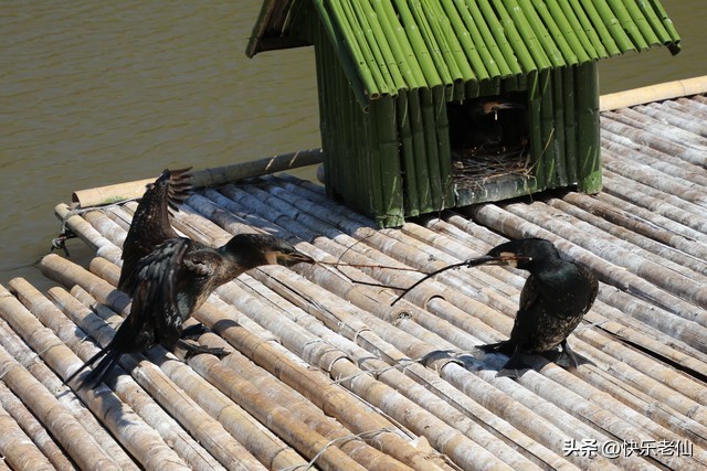 沈阳森林动物园缆车,自驾沈阳森林动物园