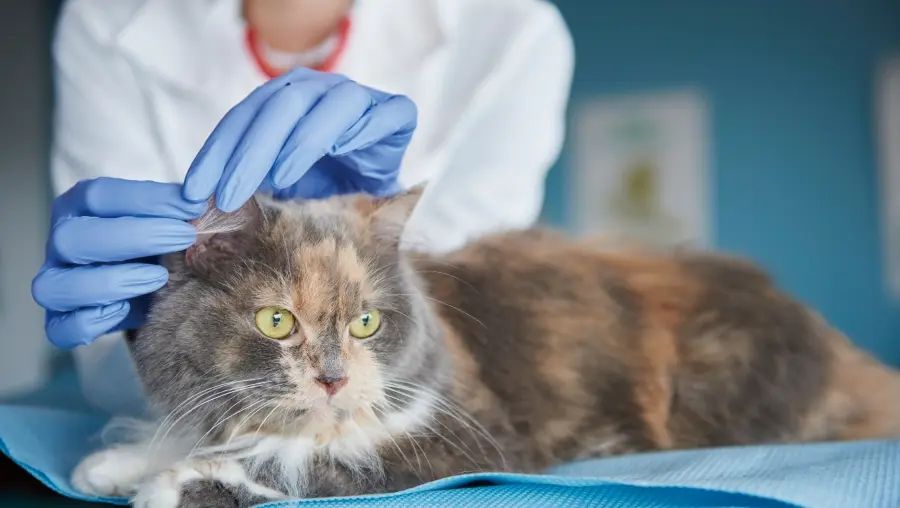 猫咪伤口处理小技巧,给猫咪去粉刺的方法有哪些