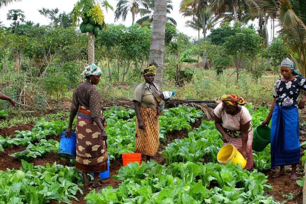 非洲耕地辽阔，为什么越来越穷，还要大量进口粮食？