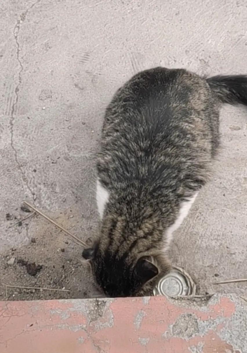 流浪猫度过严寒,流浪猫狗最难熬的日子