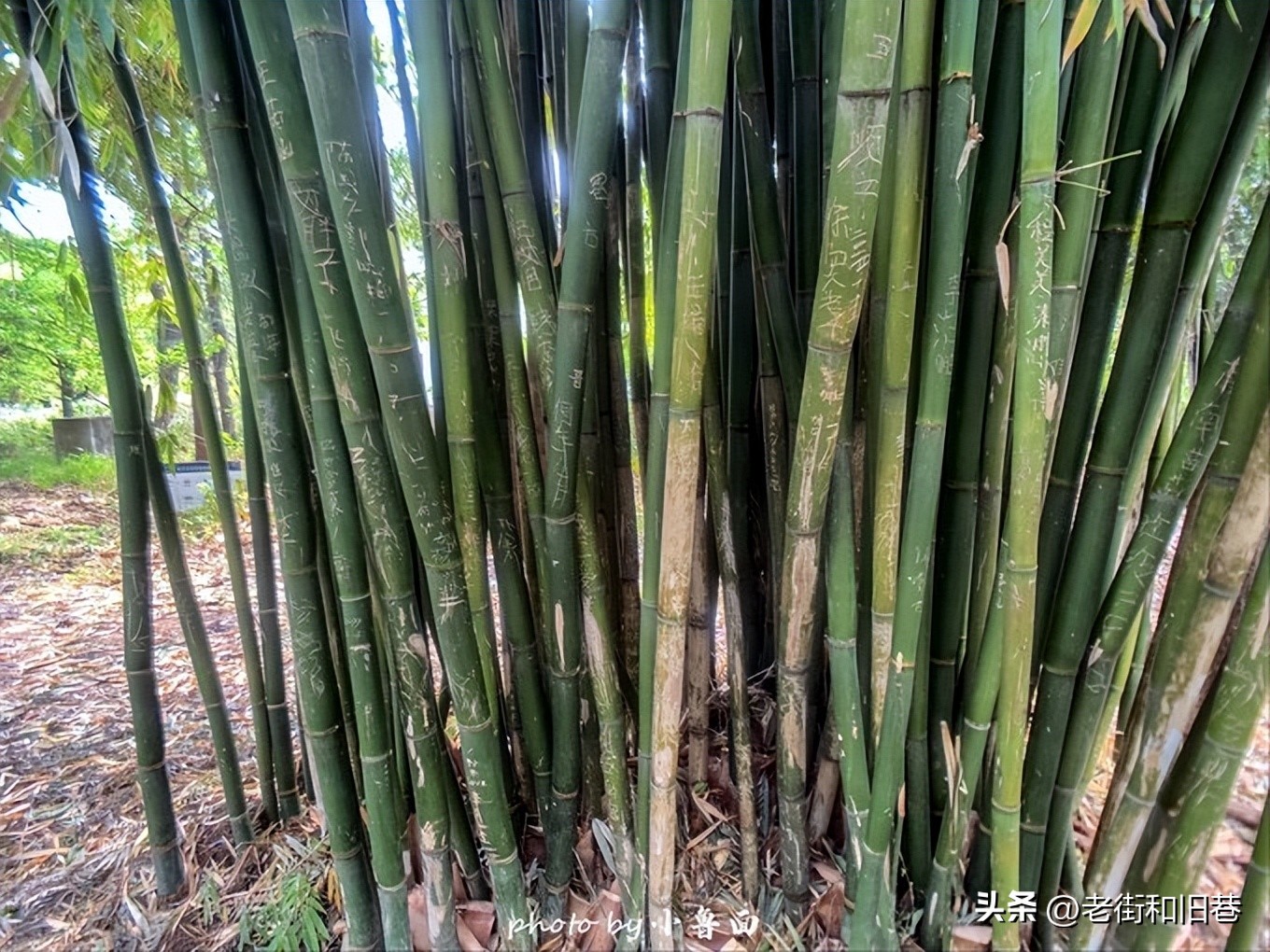 玩转云南自由行,昆明大理丽江6天5晚游多少钱