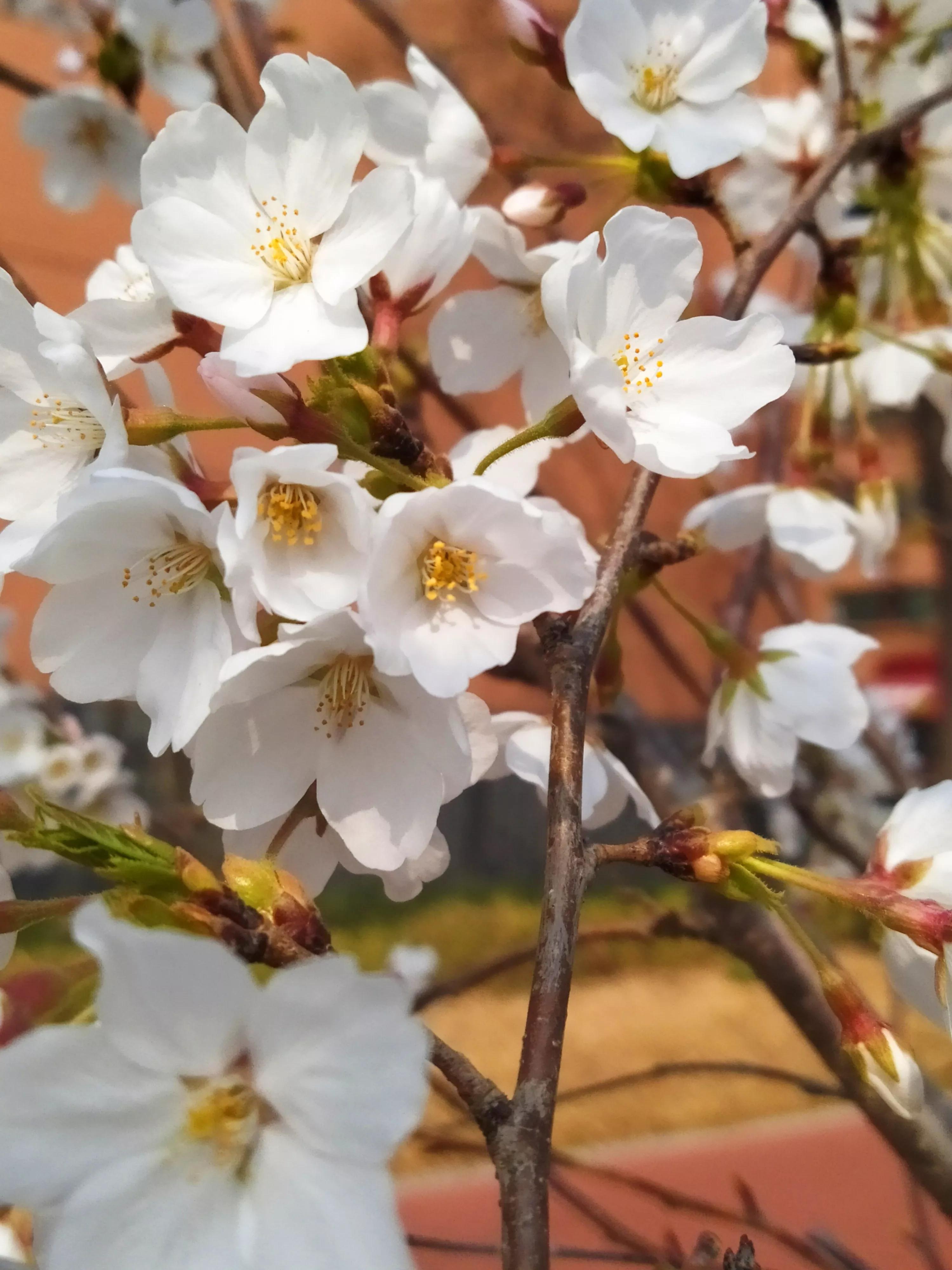樱花烂漫的唯美句子,樱花烂漫几多时李商隐