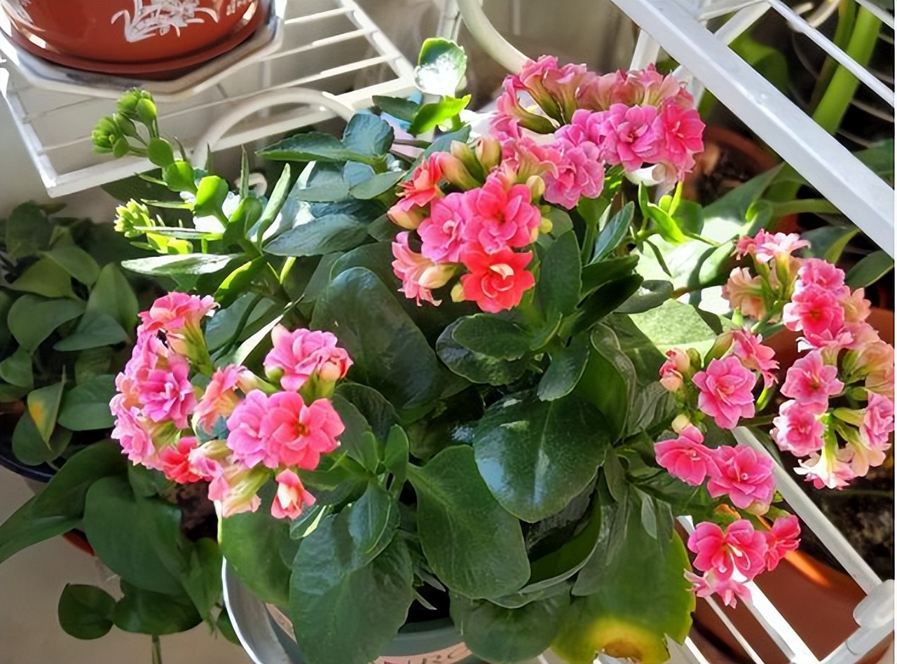 长寿花叶子小怎么处理,长寿花叶子小掉叶子是怎么回事