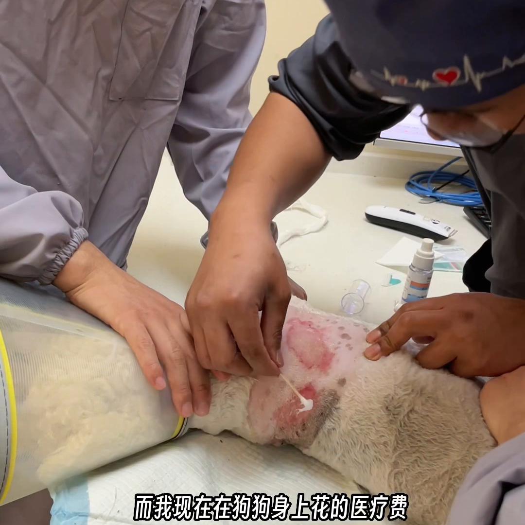 狗狗滴驱虫药过敏身上烂了,狗狗体外驱虫后全身痒