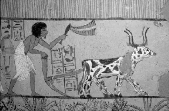 人类简史从动物到上帝读书心得,人类简史从动物到上帝阅读总结