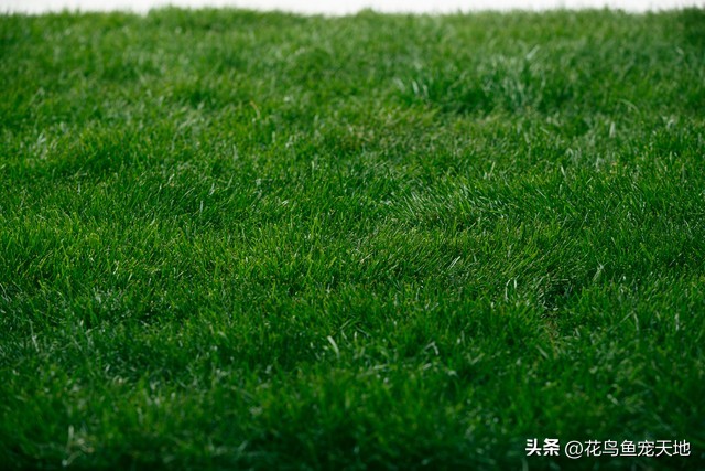 草皮铺设简单,草皮铺设视频教程