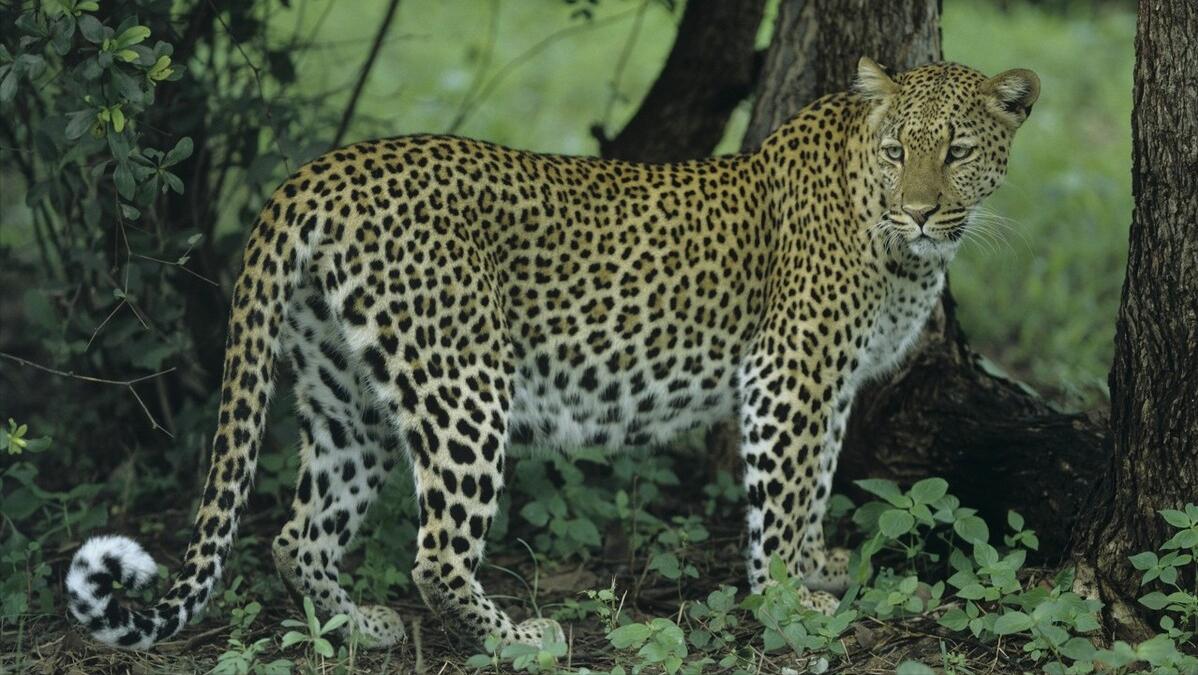 大白鲨咬合力真的只有400公斤吗,十大咬合力最强动物巨齿鲨