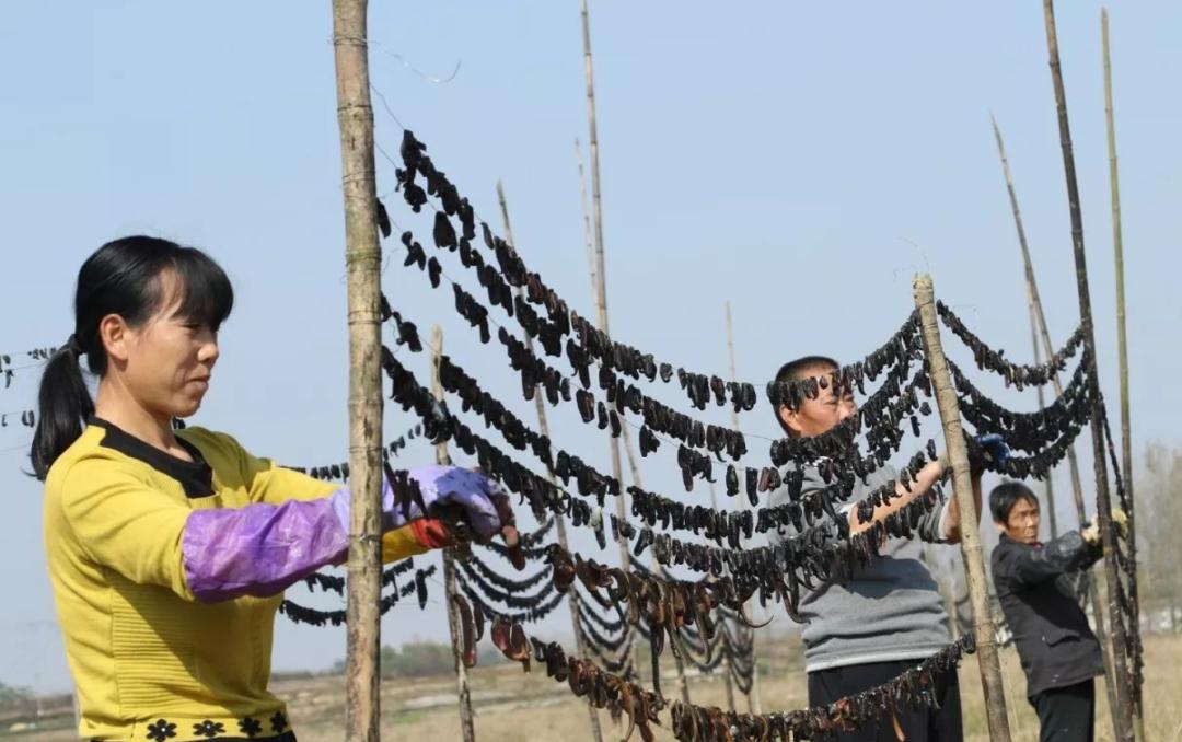 如果水蛭吸到了人物会怎么样,如果水蛭进了身体吃什么药