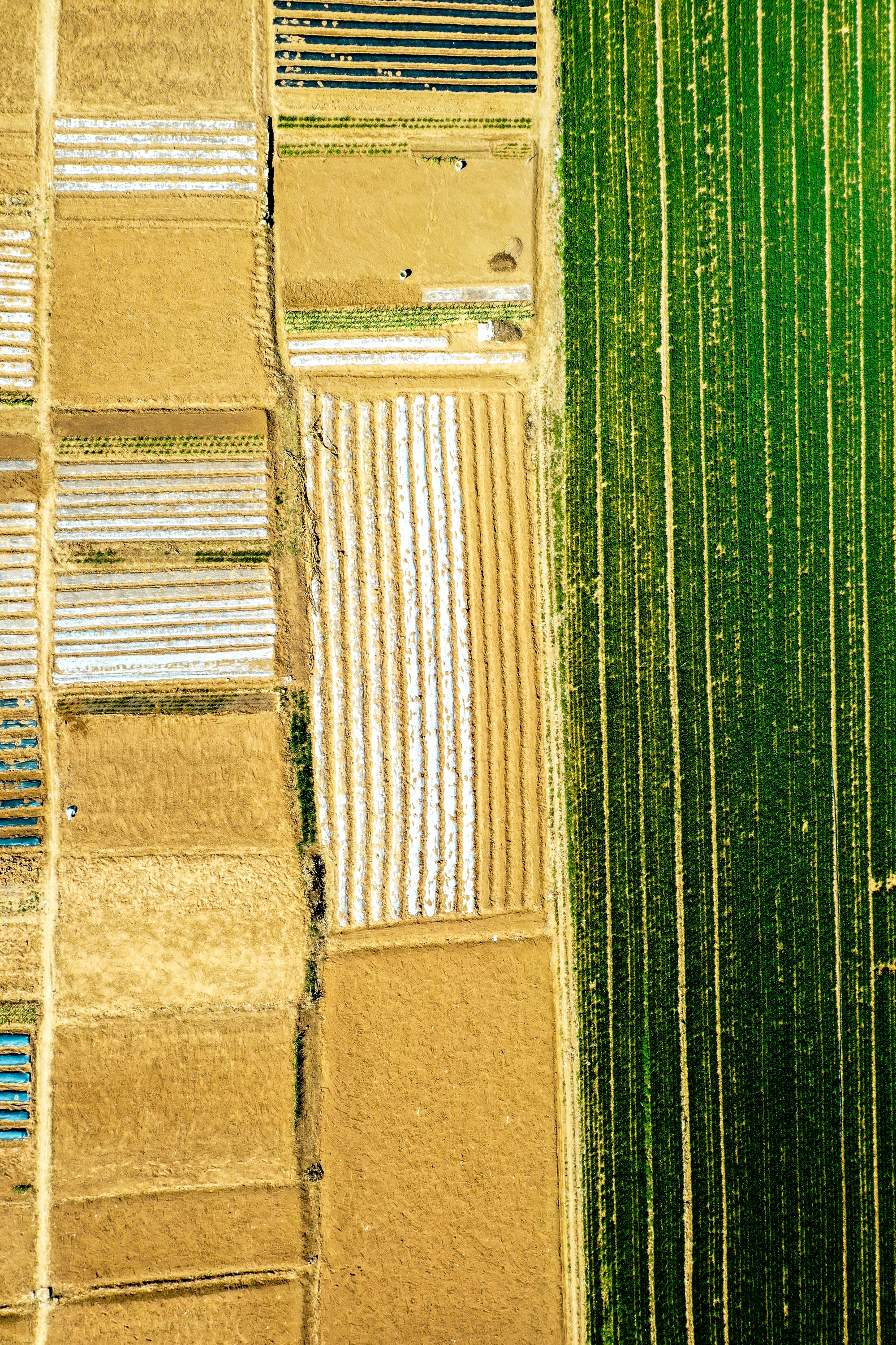 “云”上摄影展丨《徐村*光春**美人勤春来早》