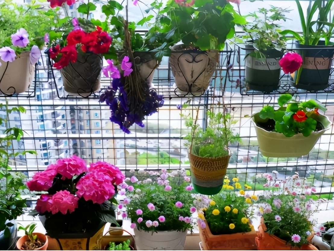 最旺家的10种花你家里有几种,三种最旺家的花是哪三种