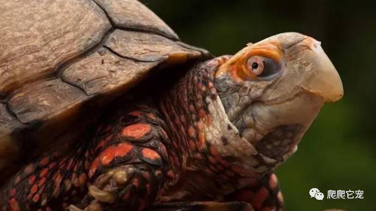 新手养龟从哪买,新手养龟哪种龟最好养