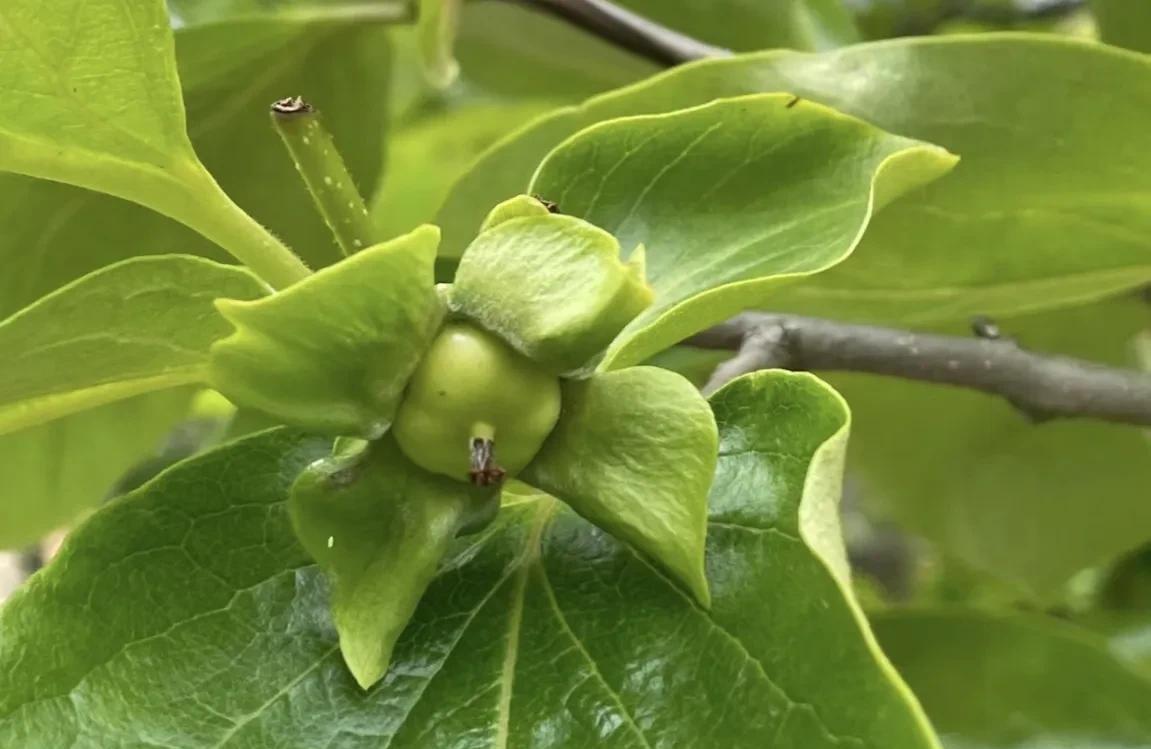 柿子生长期如何防落果,柿子九月份的病虫害管理