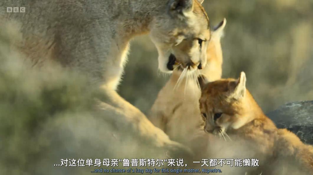 豆瓣评分甄嬛传,甄嬛传豆瓣深度分析