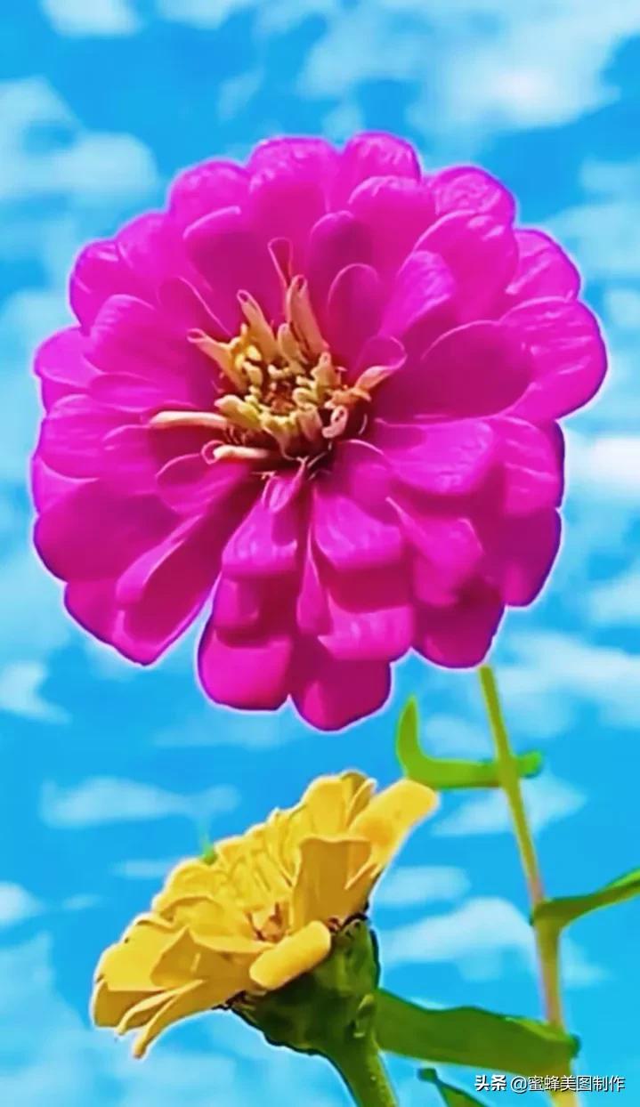 一草一木皆本心一花一叶皆菩提,一花一叶一菩提一草一木皆有情