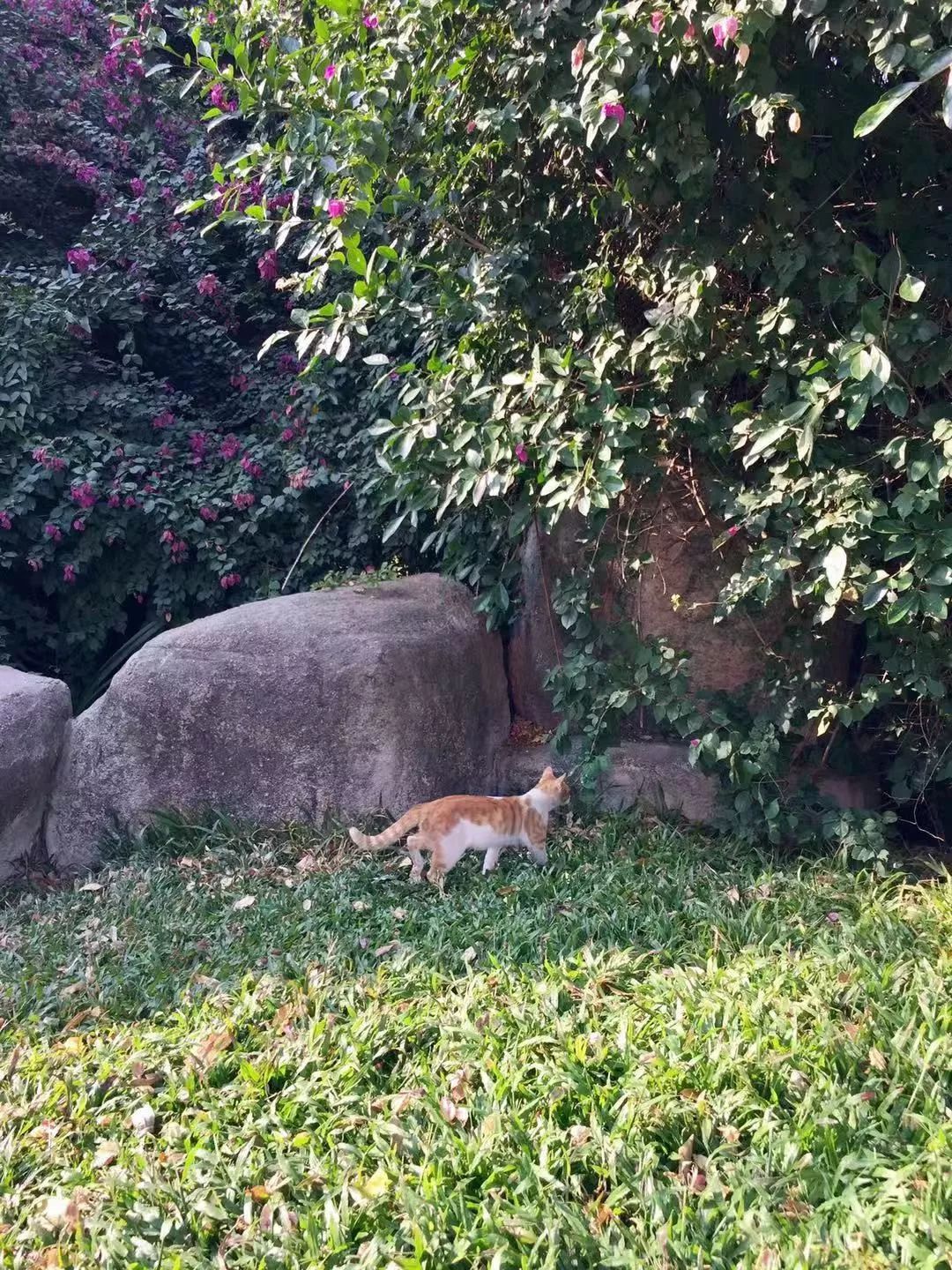 自驾深圳旅游攻略过年,自驾游深圳国庆攻略