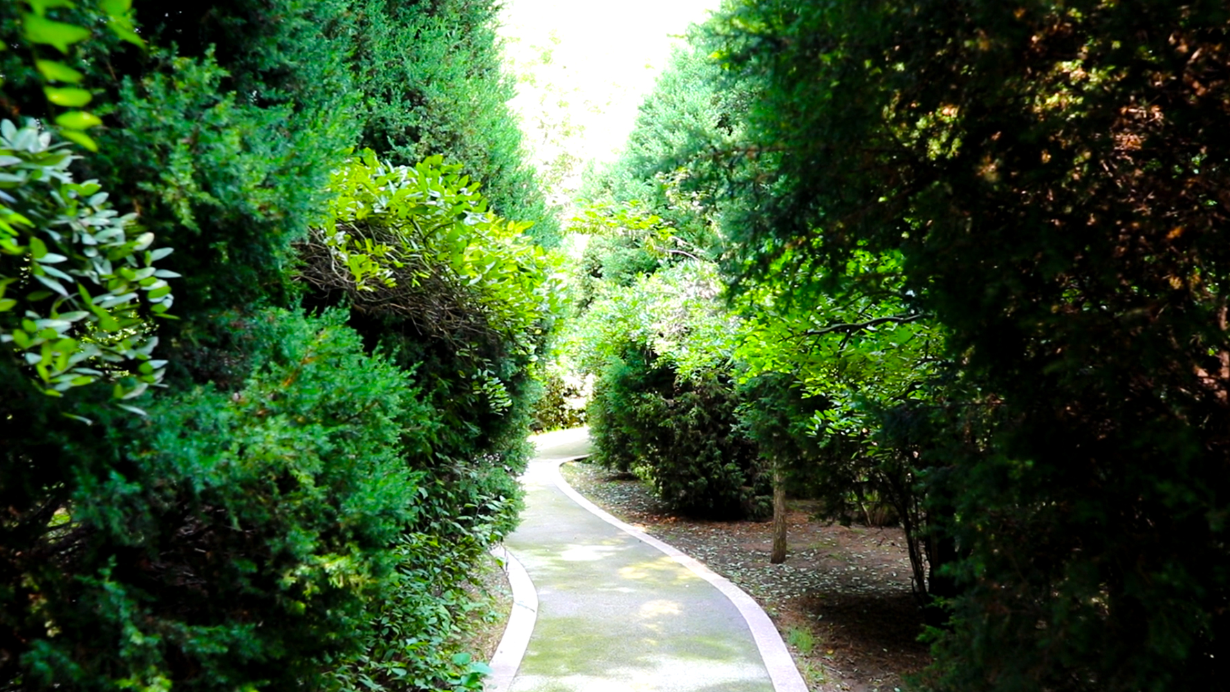 枣强森林公园和千亩森林公园,衡水枣强县天然氧吧