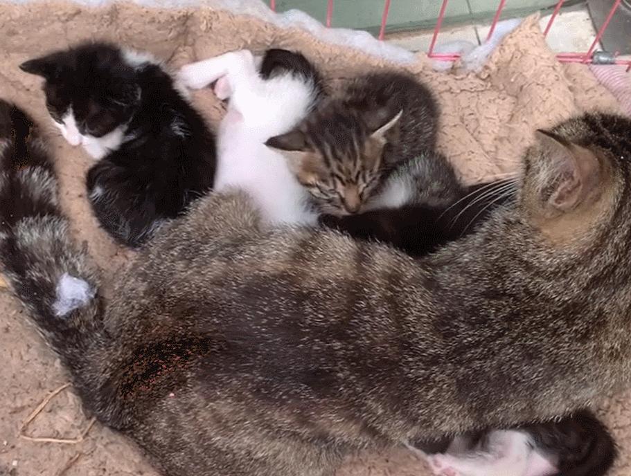 太笋了!一家仓鼠店里,被人强塞了几十只猫