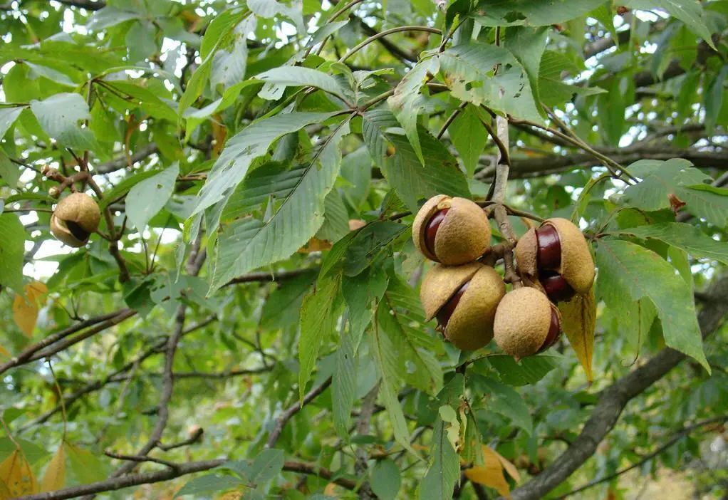 农村常见野生植物你都认识吗,农村常见植物野果