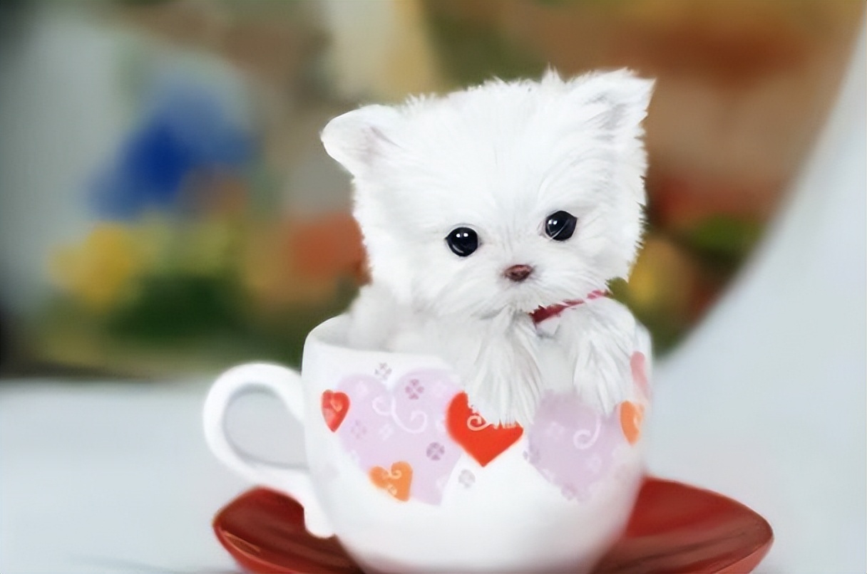 巴哥犬最大的特点,巴哥犬的3个优点和4个缺点