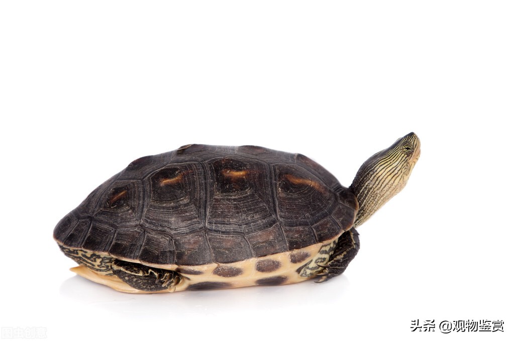 小乌龟便宜又好养不超过十块,5元的小乌龟能长多大