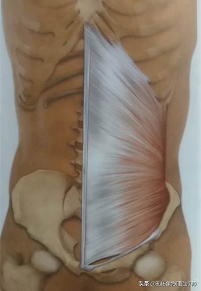 腰部后面两侧的赘肉怎么减,下腹和腰部两侧赘肉怎么减