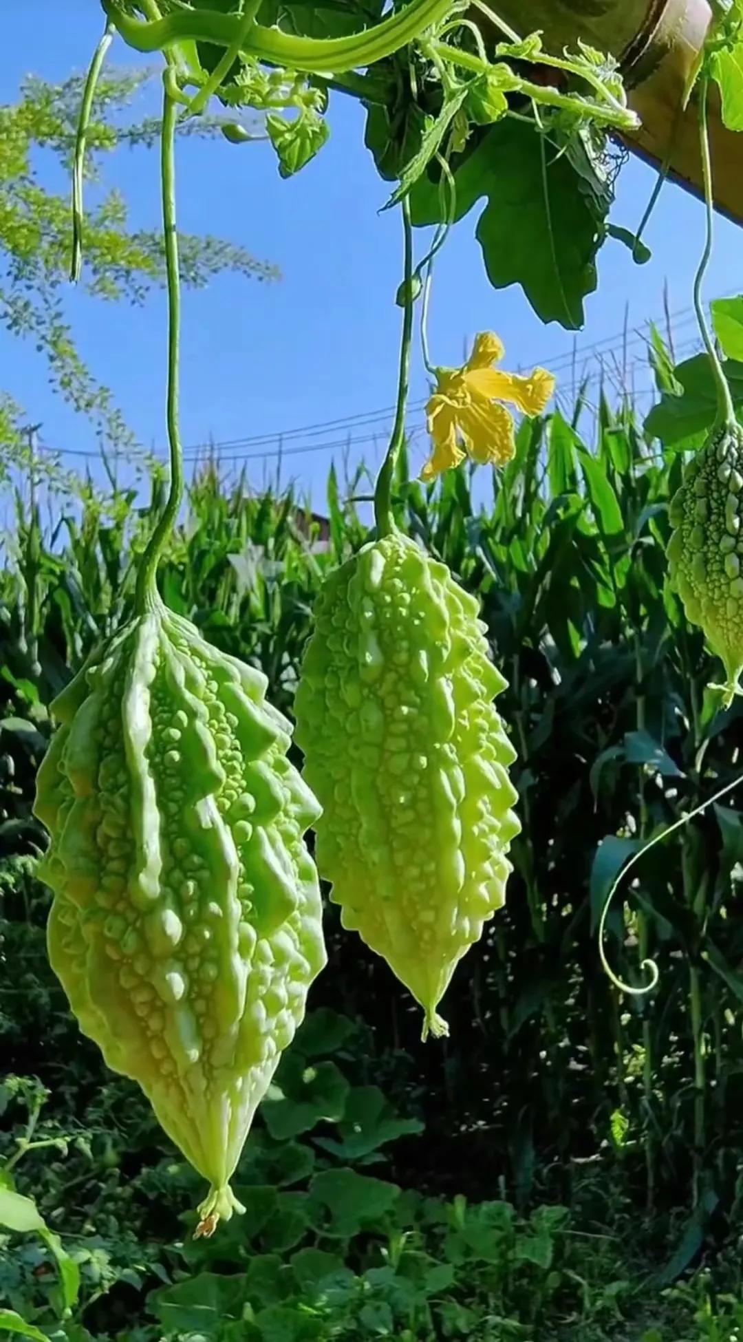田园风光,田园风光的古诗