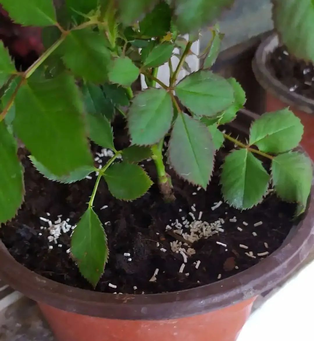 养花土的虫子怎么消灭最好,养花去除小虫子的妙招