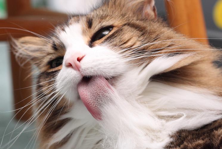 猫咪舔另一个头代表什么,猫咪舔有气味的地方是什么意思