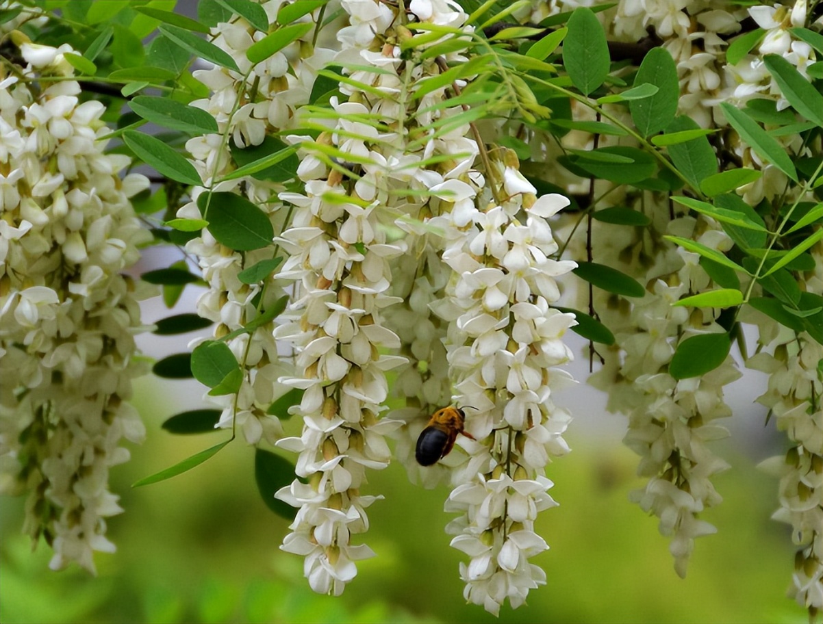 芳香秀丽槐花的最佳吃法,槐花飘香季节槐花的最佳吃法