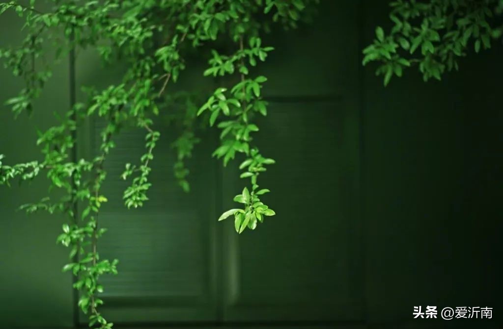 100句绝美春日诗词温柔又浪漫,微雨过小荷翻榴花开欲然