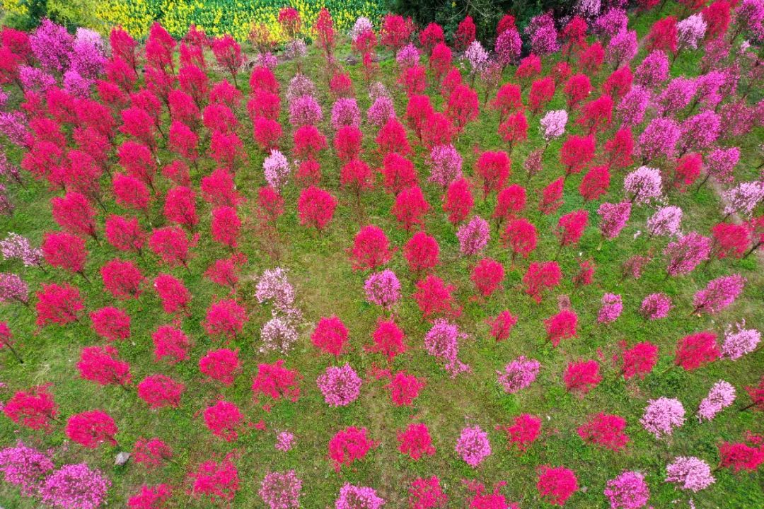 德阳中江县美食店,美食中江