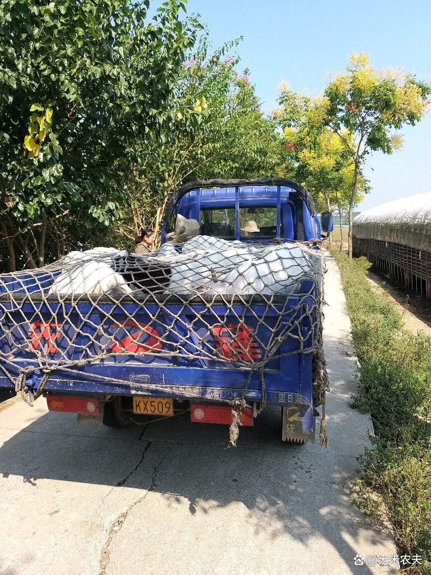 夏季中暑症状及措施,夏季羊中暑后有哪些治疗方法