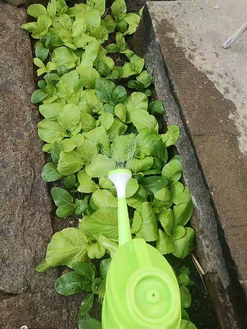 阳台种菜的方法和技巧大全集,阳台种菜室内种菜