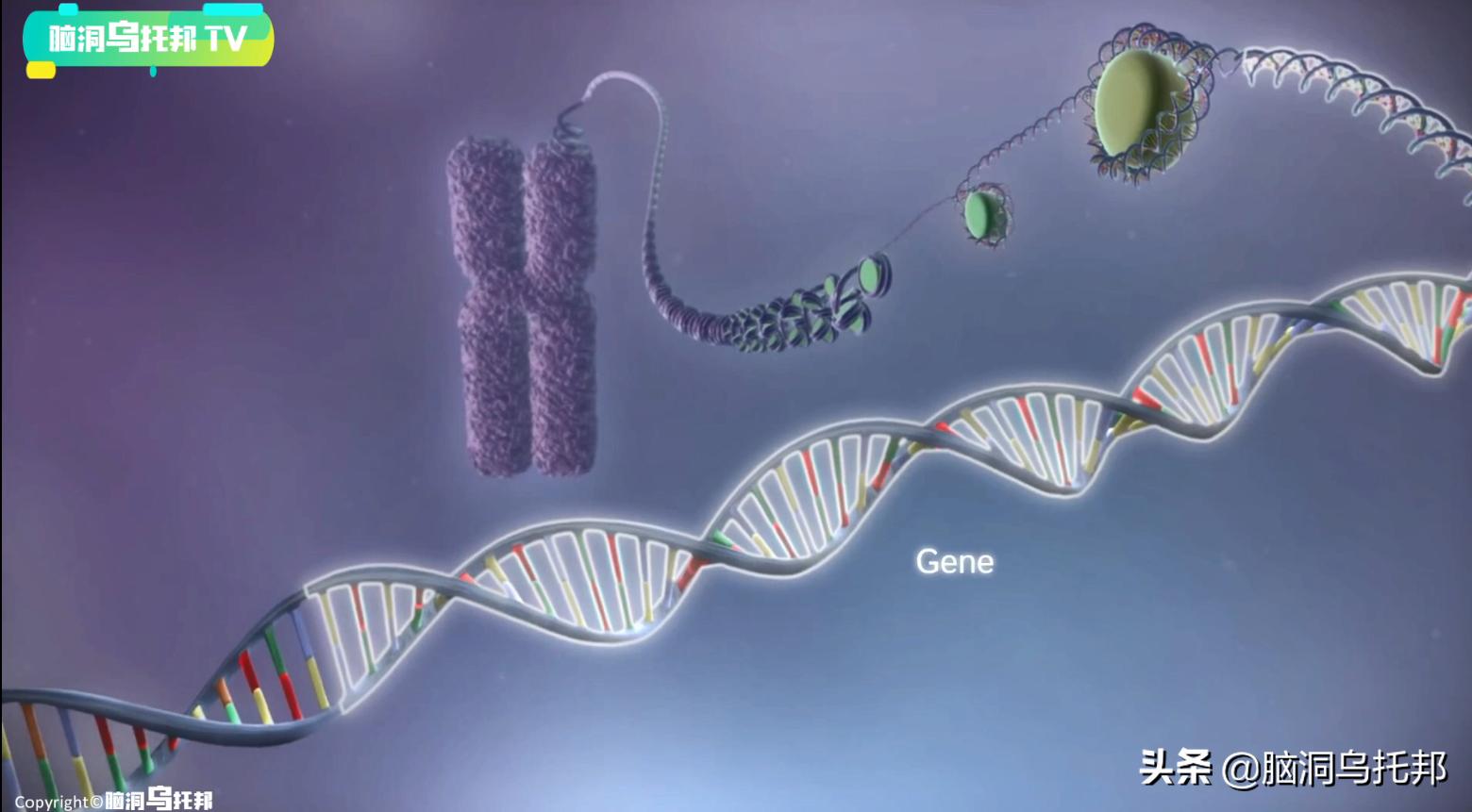 颠覆三观!这是改变你一生的影片,信念生物学：基因以外的生命奥秘