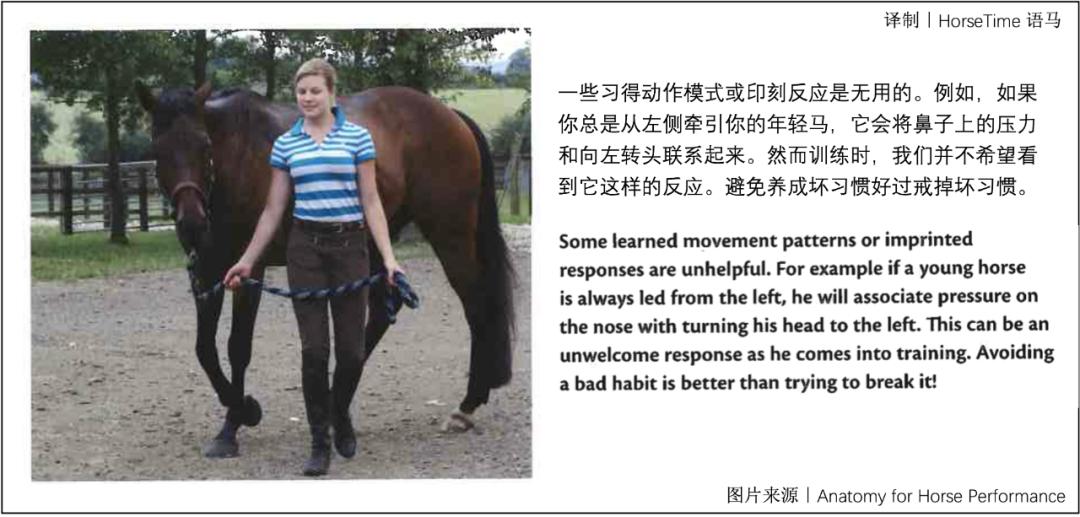 马的神经系统,马功能性训练