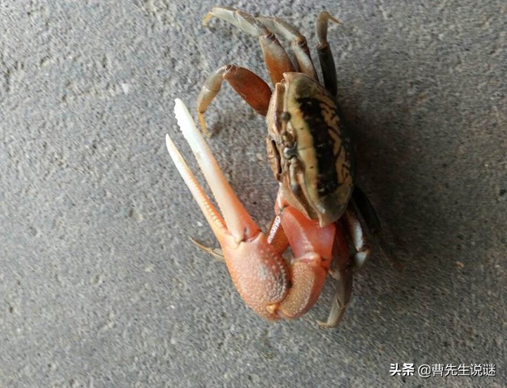 螃蟹爪子断了要怎么办,螃蟹爪子掉了是死蟹么