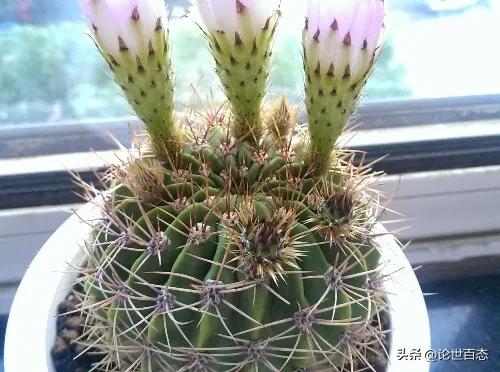 第124季有刺萼属凤冠丸和花冠丸