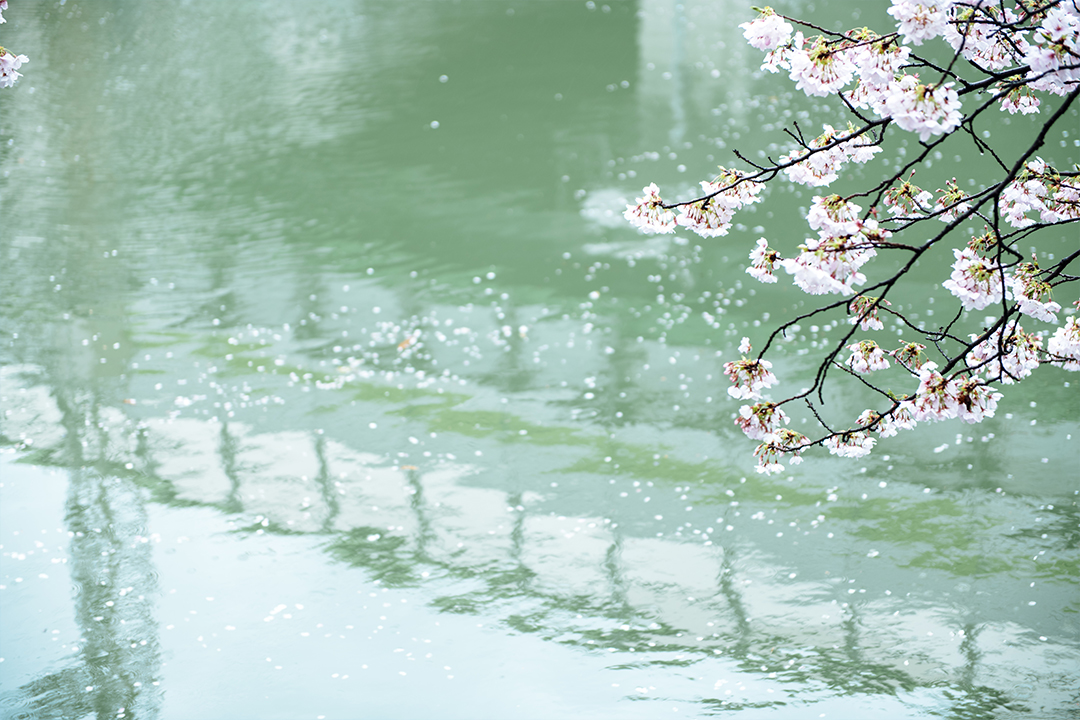 白居易的古诗出处,白居易桃李满天下诗句全文