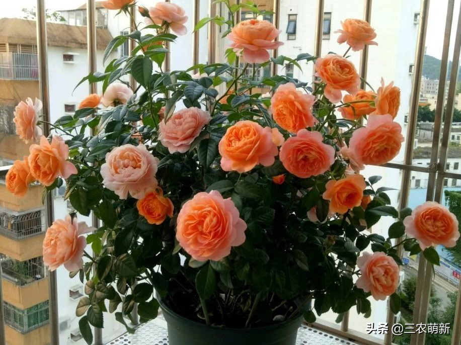 带你认识十种月季,介绍各种月季花的特点