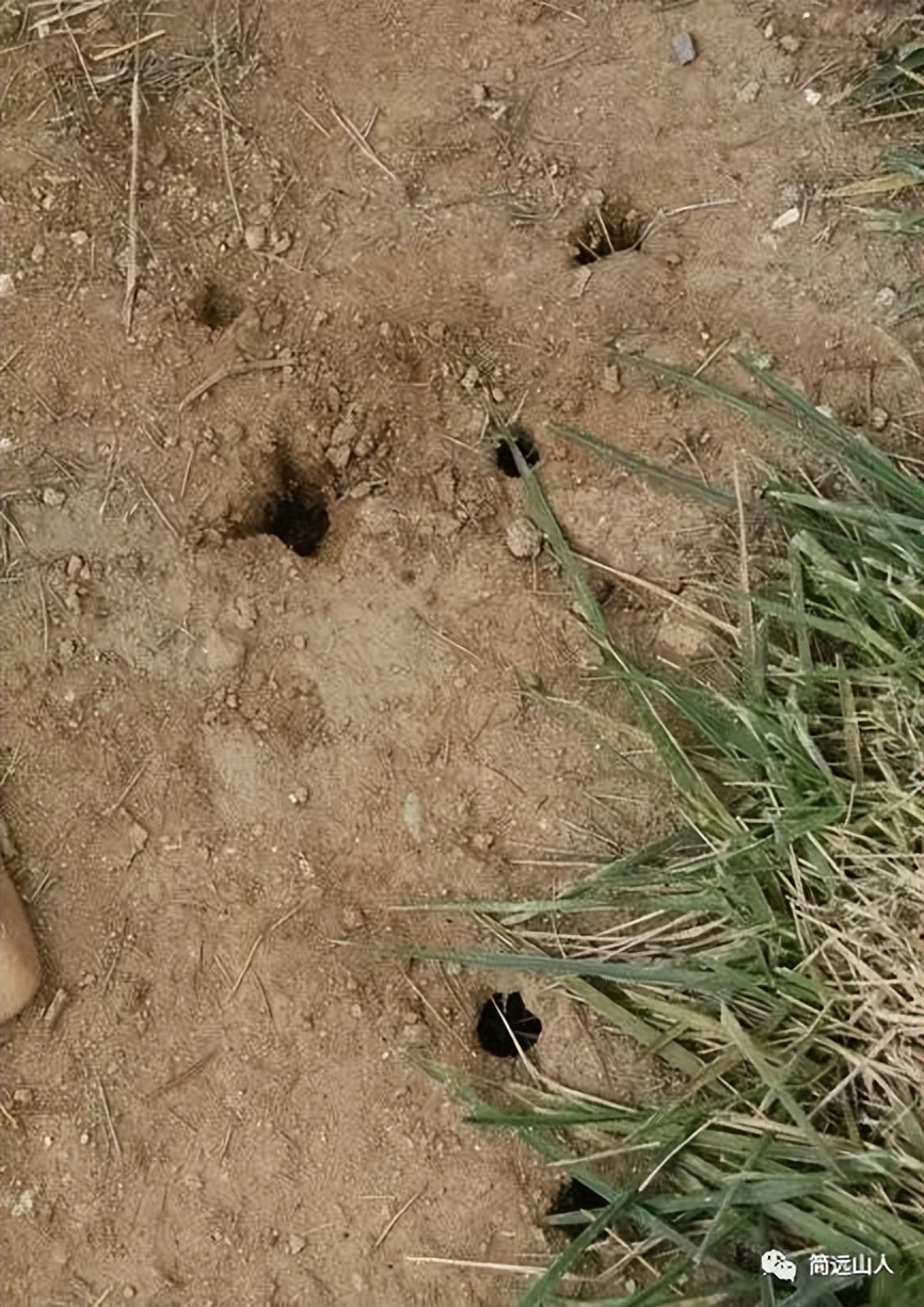 捉知了童年趣事作文350字,儿时捉知了的那些趣事