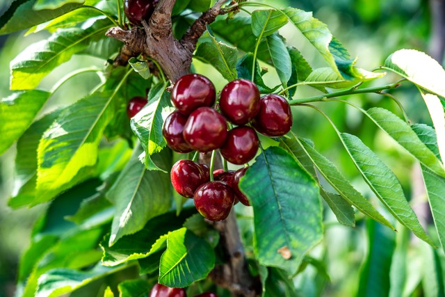 远嫁新西兰的初恋回来了,我带她去采摘樱桃,她靠在我肩上哭了