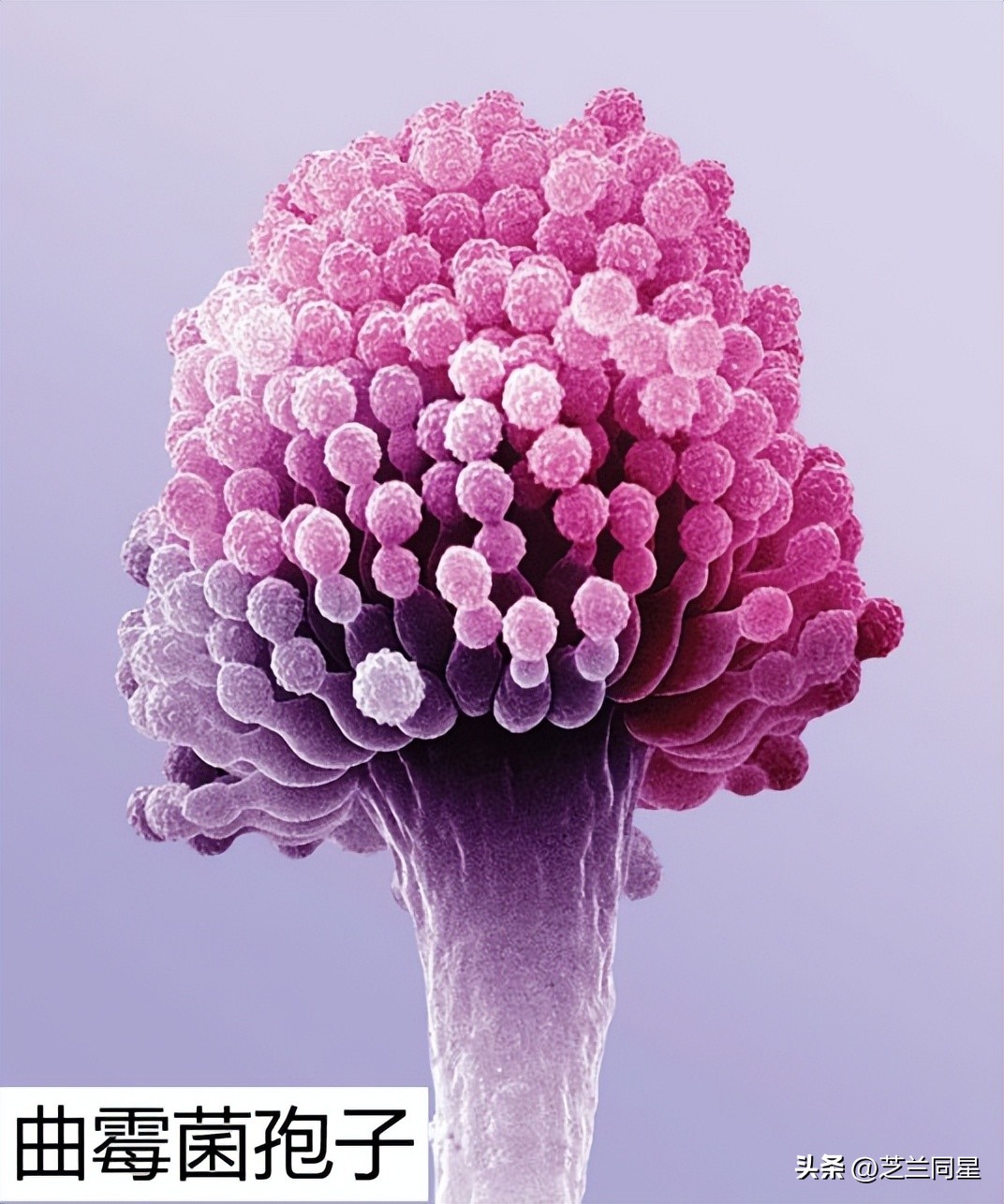 白酒对霉菌有效吗,霉菌有什么功能