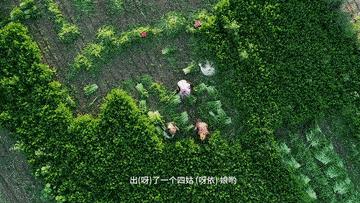 九曲黄河,九曲黄河万里沙下句