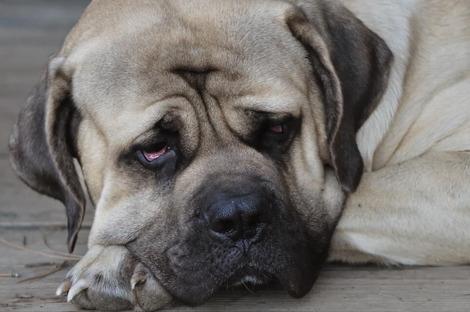 狗狗半夜哭叫要送走吗,狗狗半夜哀嚎像哭一样预兆着什么