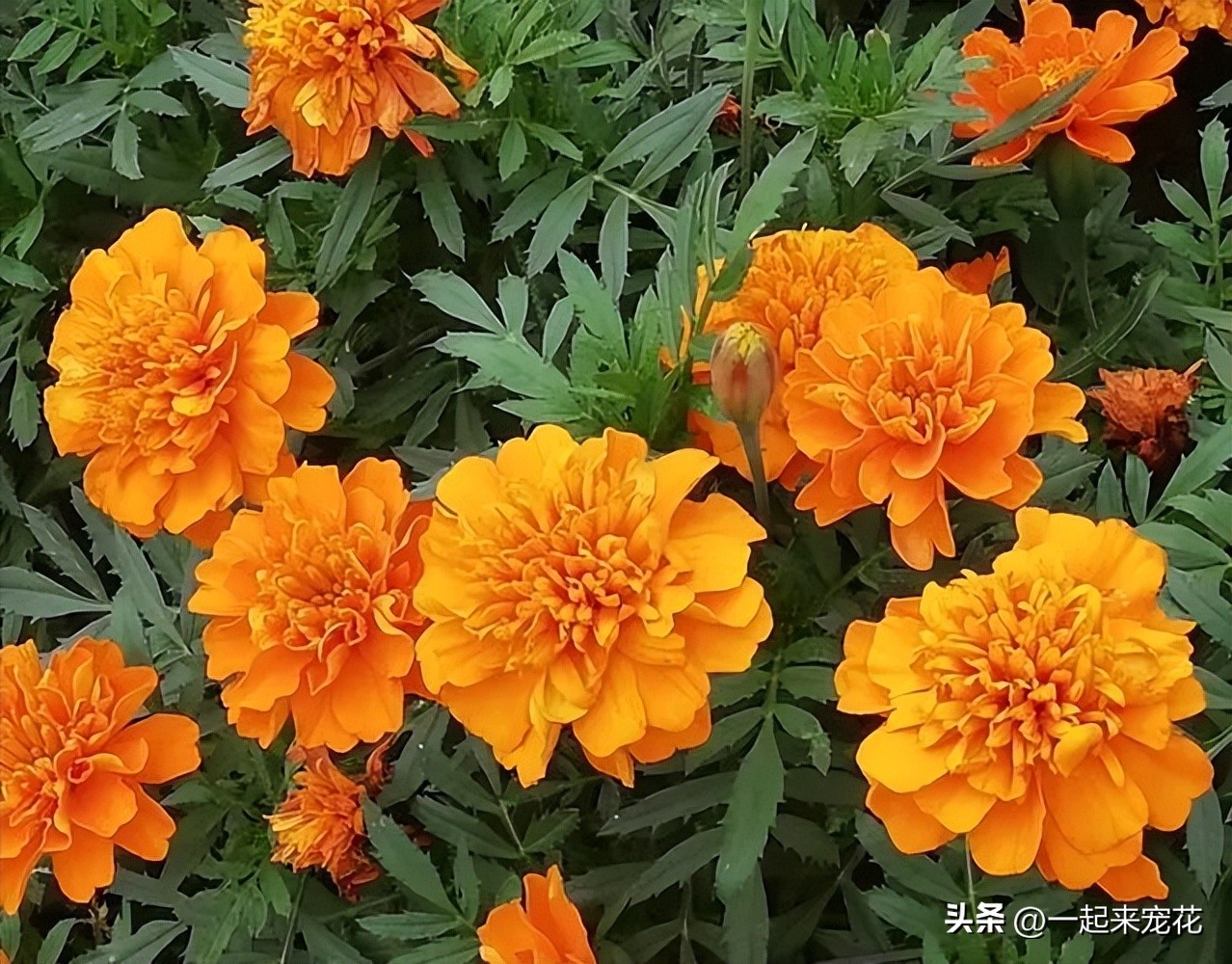 分享6种爱开花的“开花机器”，皮实好养适合新手，轻松开成花园