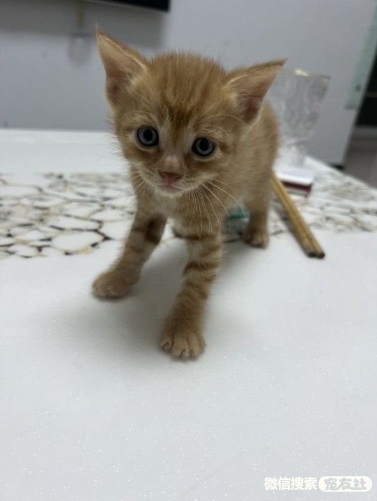 宠物领养、全国宠物*养送**、押金无偿免费领养 20220720