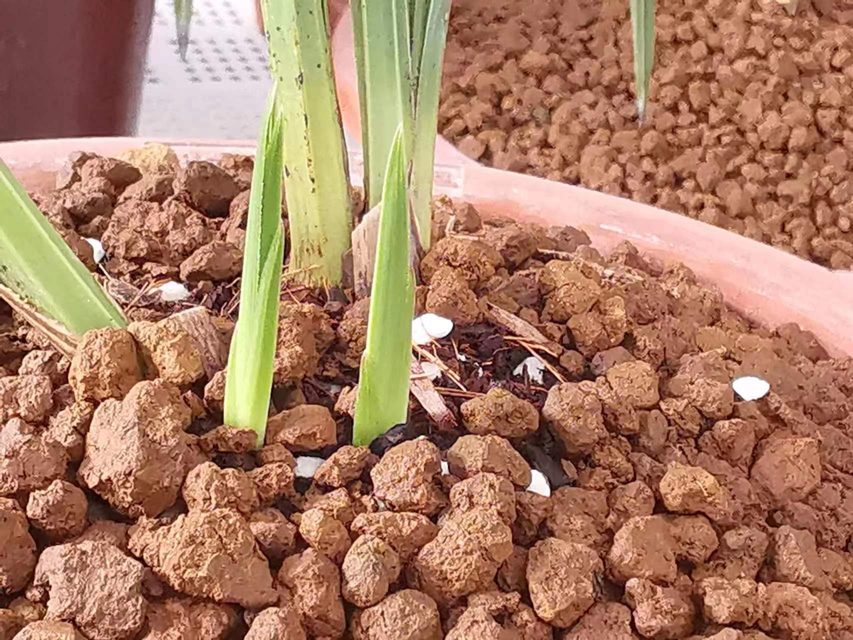 伏天兰花如何浇水养护,兰花适宜的温度及开花时的养护